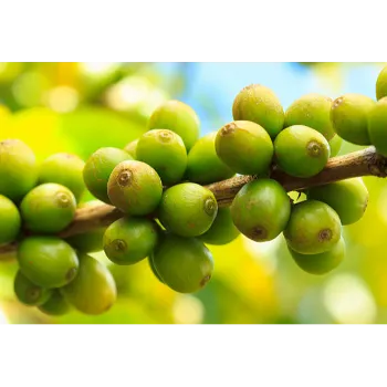 Natural Amla Plant